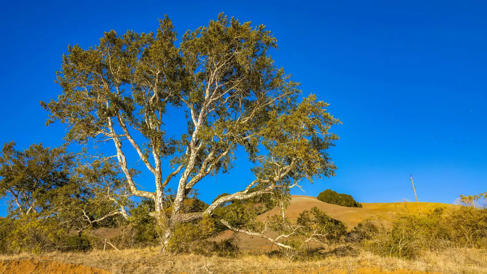 A wide oak in full leaf against a deep blue sky above golden grass