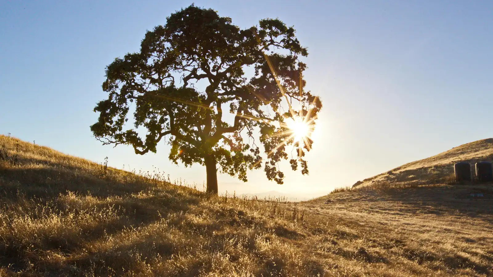 A broad oak on a dry golden hillside, backlit by low sun