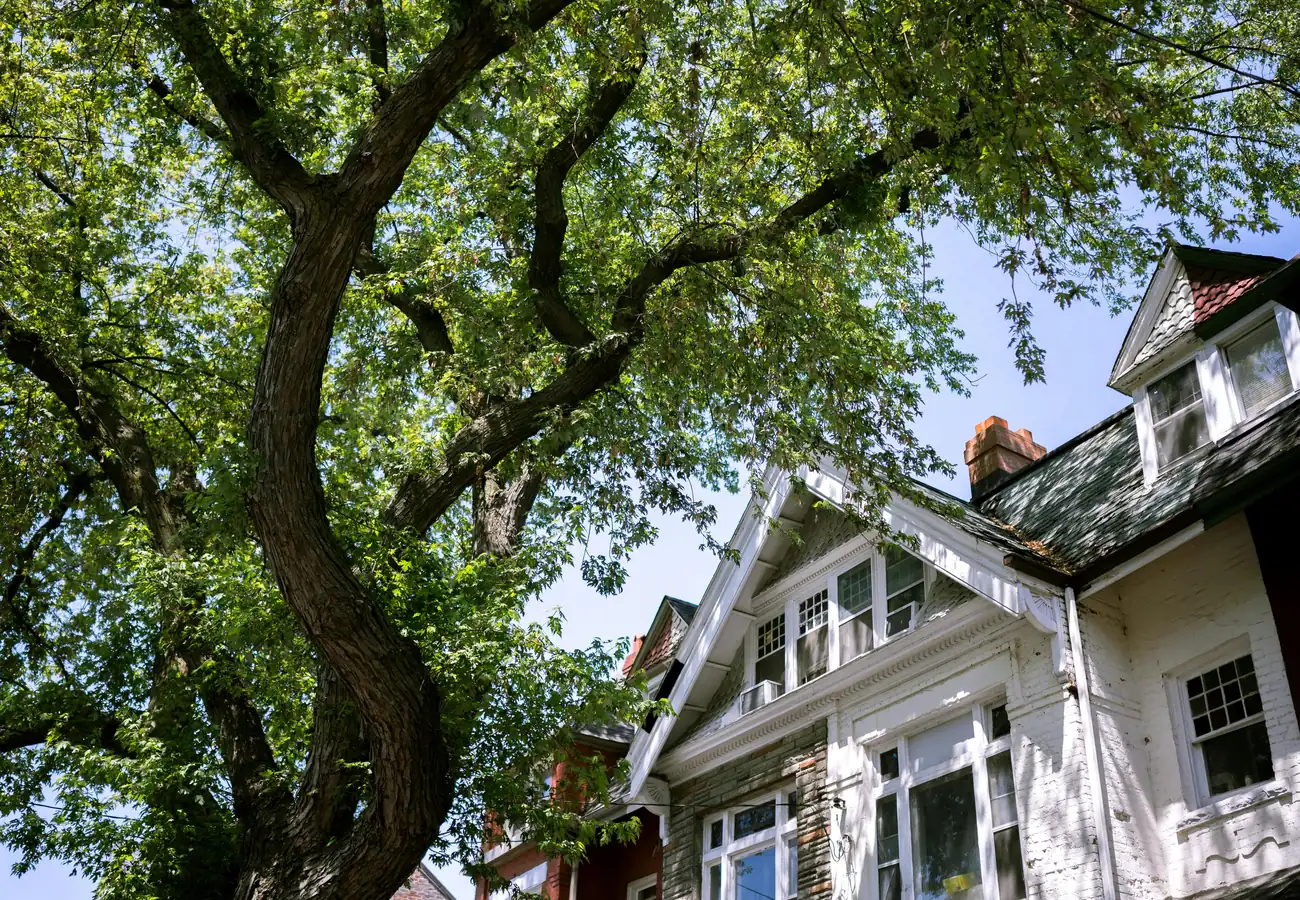 A white gabled house seen through the branches of a large oak
