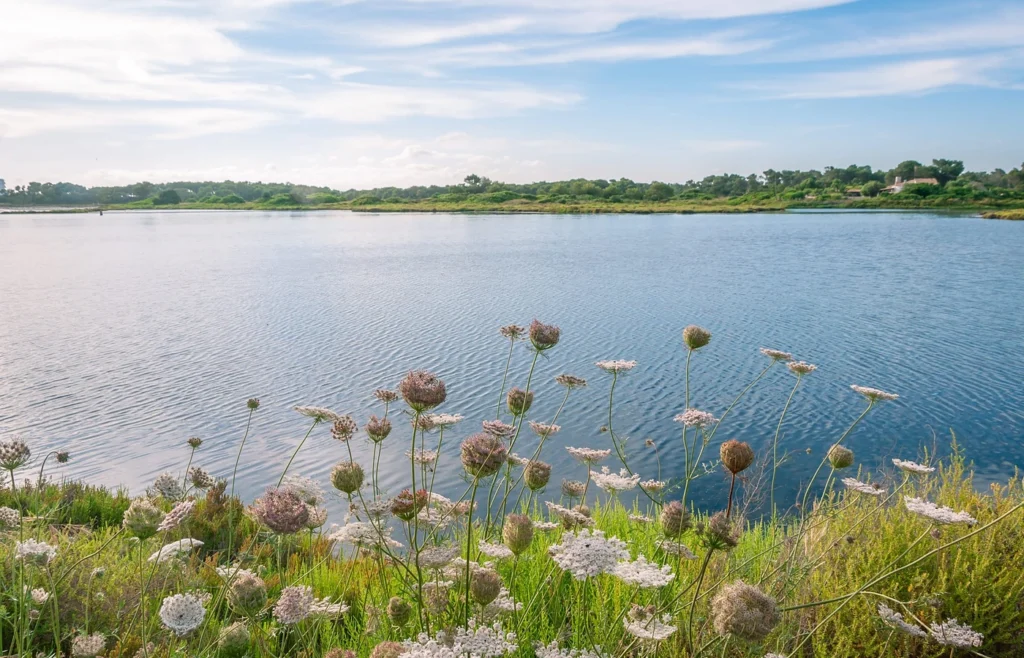 Wildflowers along the grassy bank of a wide calm lake under a blue sky with scattered cloud.