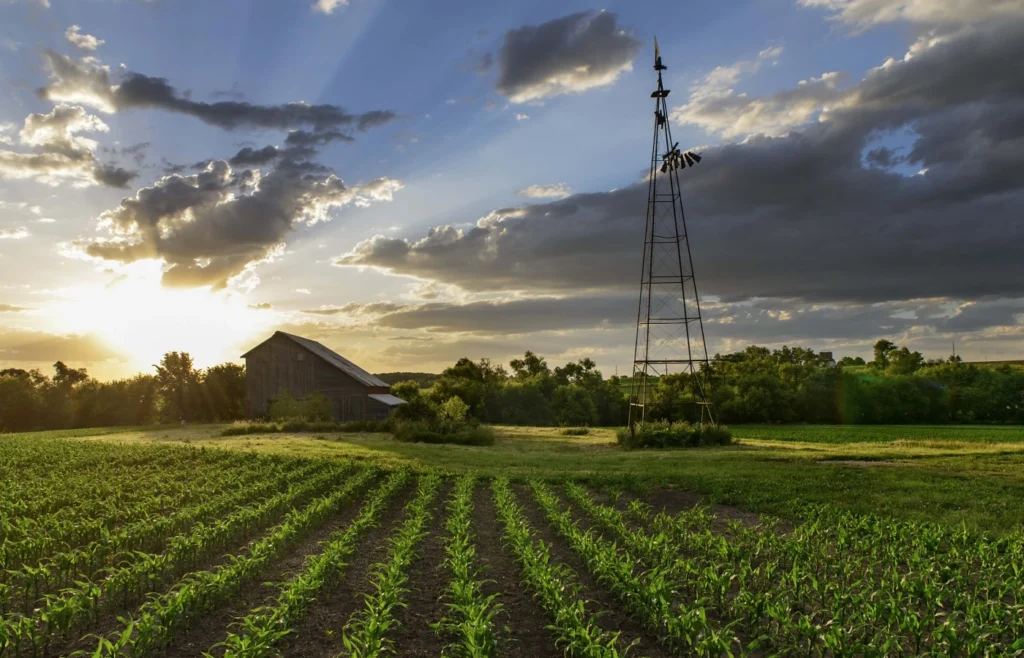 Weathered barn and an old windmill beside rows of young corn at sunset, representing farm and ranch homes for sale in Central Texas